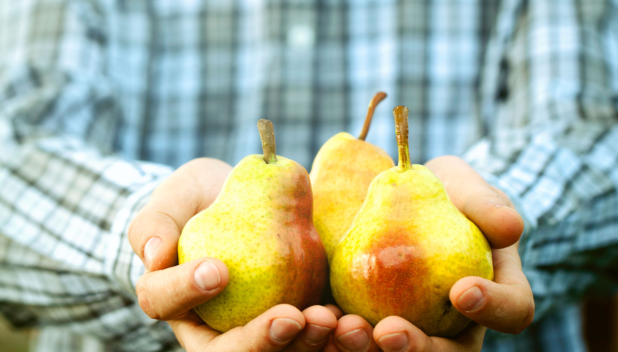 person holding pears