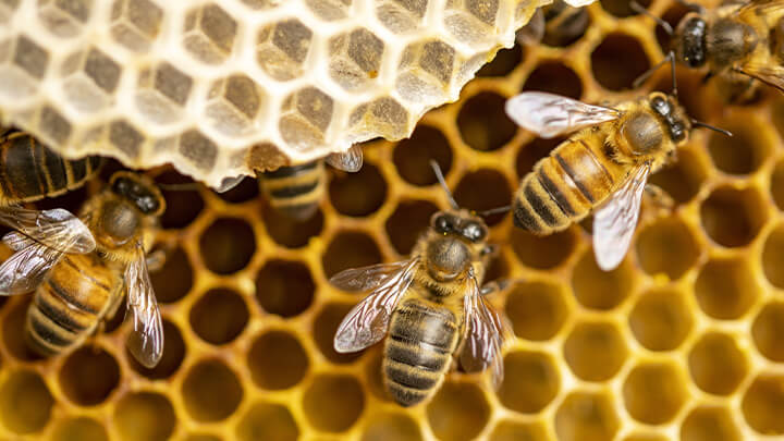 Bees on a hive