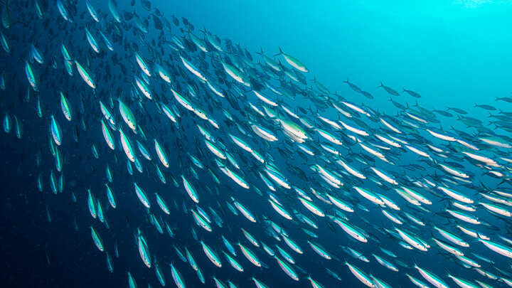 A school of fish